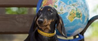 Правила ввоза домашних животных в страны Европейского Союза